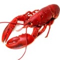 lobster