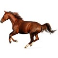 horses